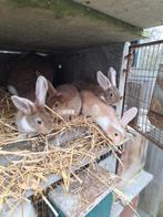 Jonge konijnen van goed 2 maand