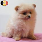 Kleine Kees & Dwergkees pups te koop (Belgisch), Parvo, België, 8 tot 15 weken, Meerdere