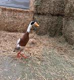 Loopeenden, Dieren en Toebehoren, Pluimvee, Meerdere dieren, Eend