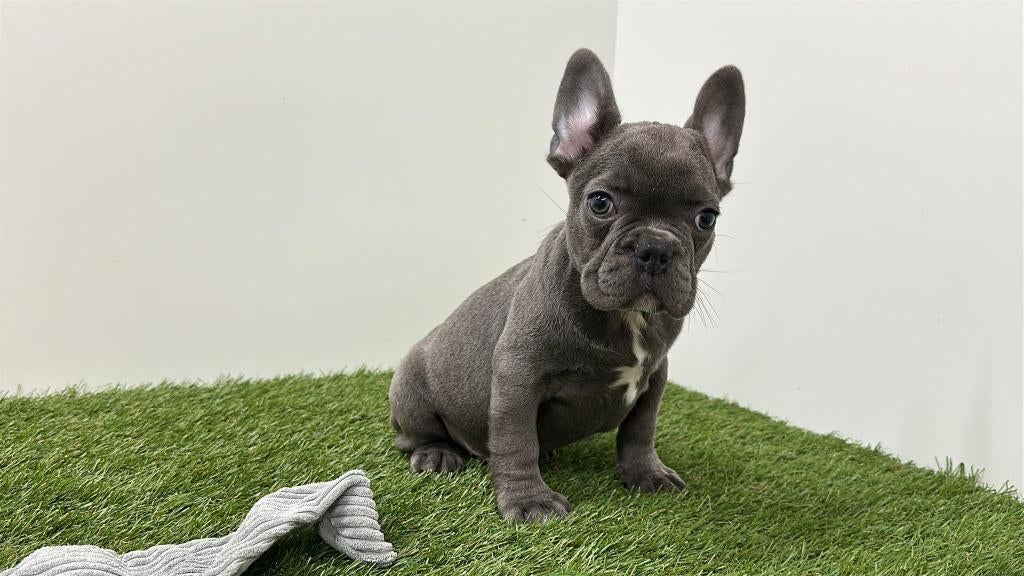 Franse Bulldog pups, België, 8 tot 15 weken, Meerdere, Meerdere dieren