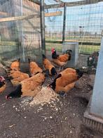 Broedeieren vorwerk, Dieren en Toebehoren, Pluimvee