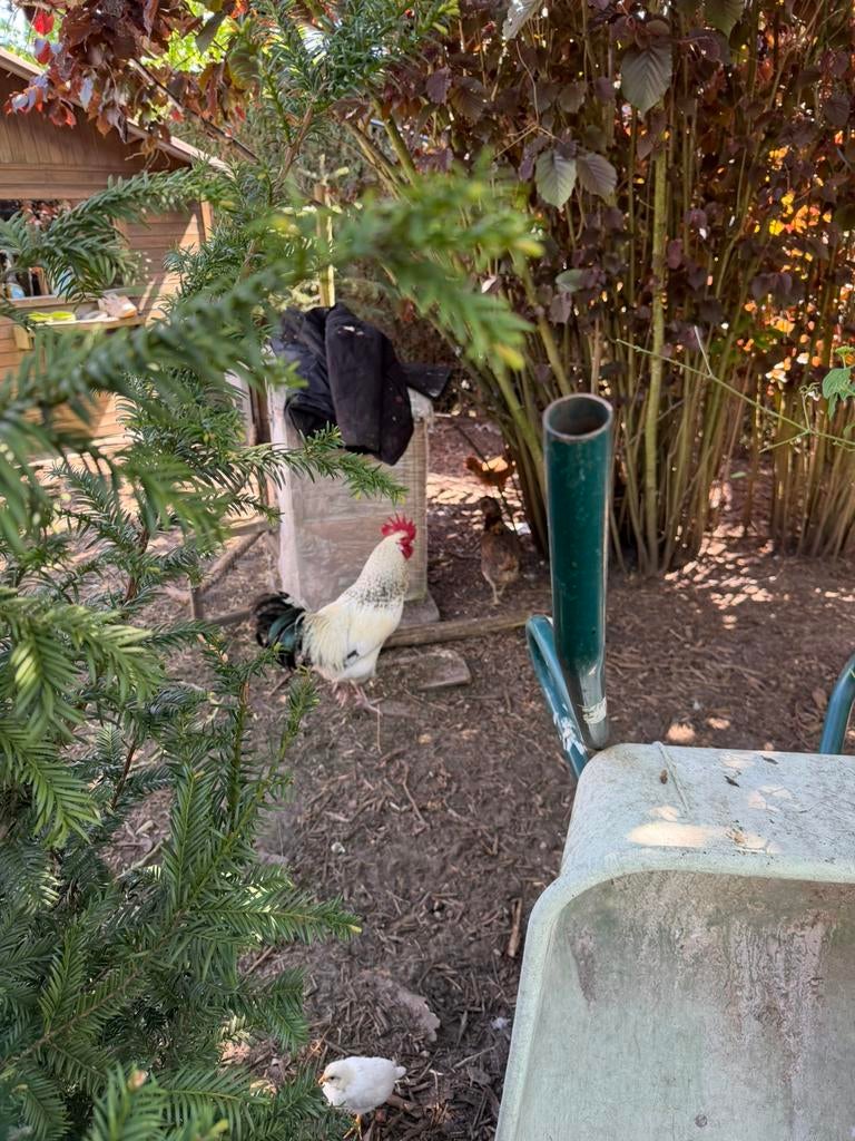 Poulets en bonne santé, Animaux & Accessoires