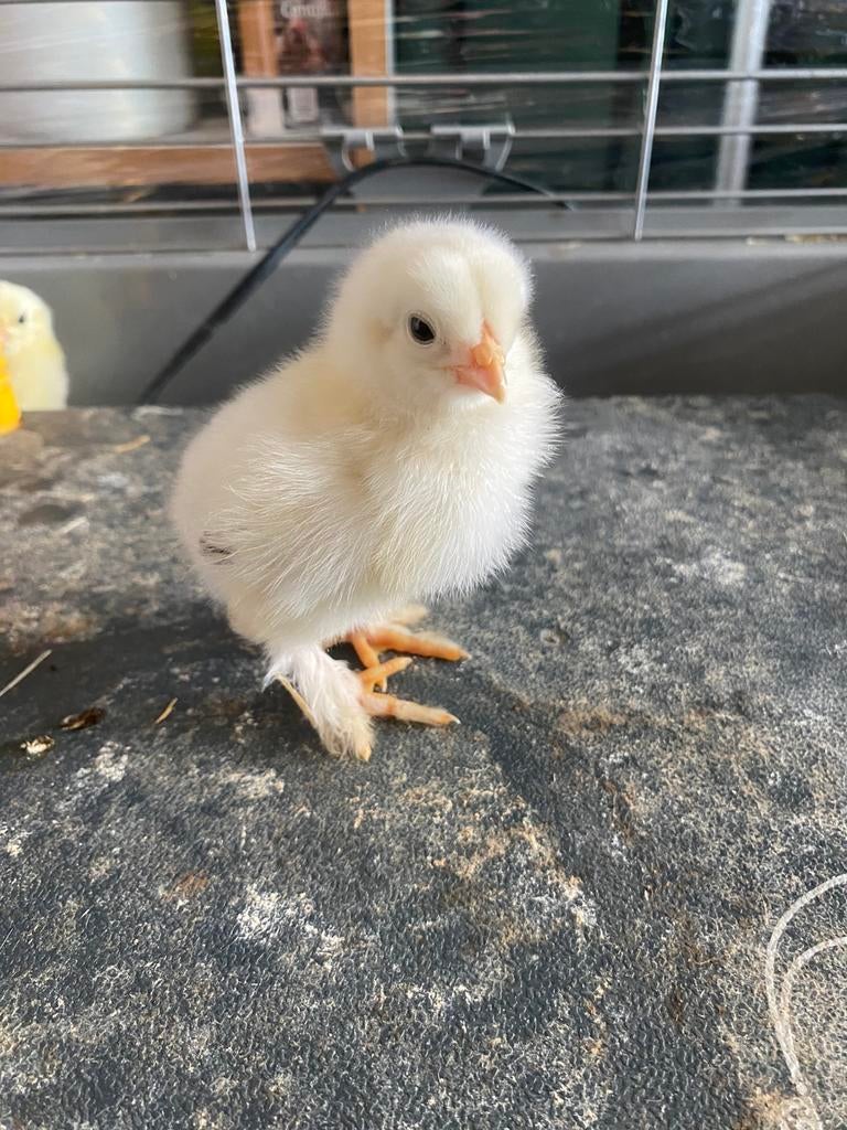 9 Kuikens brahma kriel., Geslacht onbekend, Kip