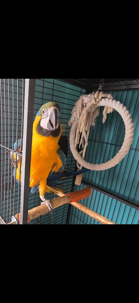 Ara van 2025, Femelle, Perroquet, Domestique