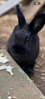 Konijn zoekt een warme thuis, Dieren en Toebehoren, Konijnen, Mannelijk, Middelgroot, 0 tot 2 jaar