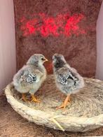 Kuikens en broedeieren, Dieren en Toebehoren, Pluimvee, Meerdere dieren, Kip