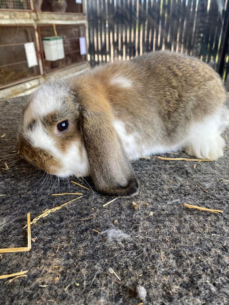 Duitse hangoor konijn, Animaux & Accessoires, Oreilles tombantes