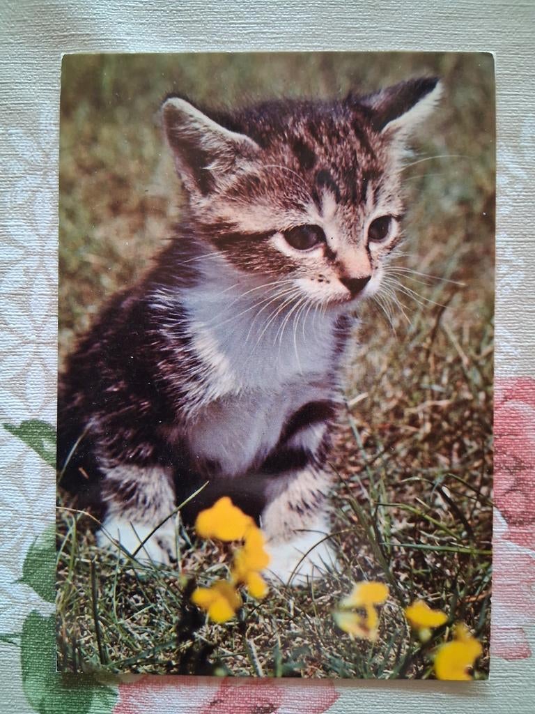 Postkaart poes, Collections, Cartes postales | Animaux, Enlèvement ou Envoi