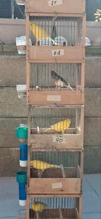 Canaris malinois, Ophalen of Verzenden