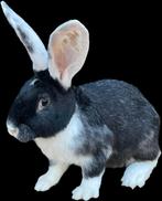 Mooie Duitse Reuzen Rammelaars 50€, Dieren en Toebehoren, Konijnen, Mannelijk, Groot, 0 tot 2 jaar