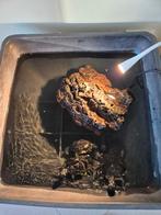 Waterschildpadden + terrasvijver, Schildpad, Met terrarium, 7 tot 10 jaar