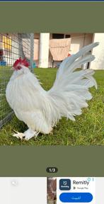 Mooie kippen, Dieren en Toebehoren, Pluimvee, Meerdere dieren