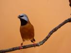 Witstuitgordelgrasvink, Dieren en Toebehoren, Vogels | Overige Vogels, Meerdere dieren, Tropenvogel, Geringd
