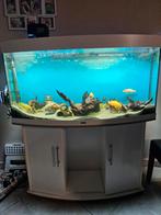 Cicliden vissen alrmaal samen gratis, Ophalen