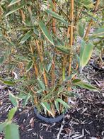 Bamboes, Tuin en Terras, Ophalen