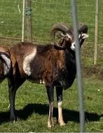 Moeflon ram 2 jaar, Mannelijk, Schaap, 0 tot 2 jaar