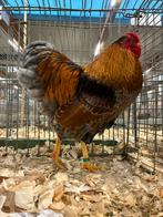 Wyandotte kriel, Dieren en Toebehoren, Pluimvee