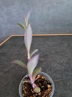 Tradescantia pallida nr 2, Enlèvement