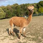 Prachtige fawn alpaca stamboek merrie, Juni, Vrouwelijk