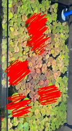 Aquarium drijfplanten, Dieren en Toebehoren, Ophalen, Nieuw