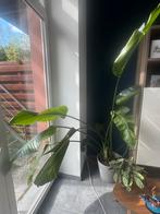 Strelitzia kamerplant, Enlèvement