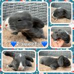 Prachtig nestje met gezonde&lieve Franse Hangoor konijntjes, Dieren en Toebehoren, Konijnen, Meerdere dieren, Groot, Hangoor, 0 tot 2 jaar