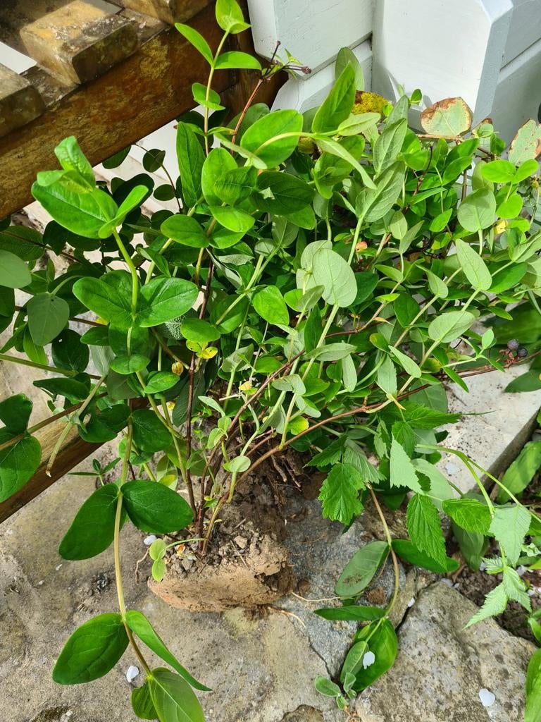 Hertshooi, Tuin en Terras, Ophalen