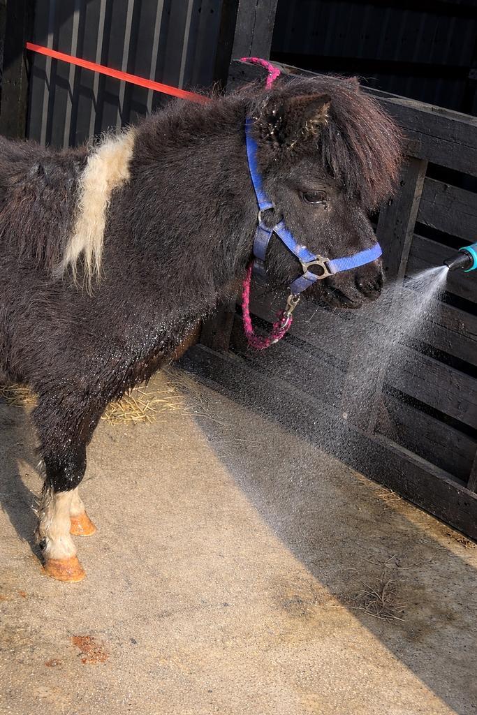 Pony zoekt nieuw huis, Animaux & Accessoires, Chevaux & Poneys | Autres trucs de cheval, Enlèvement