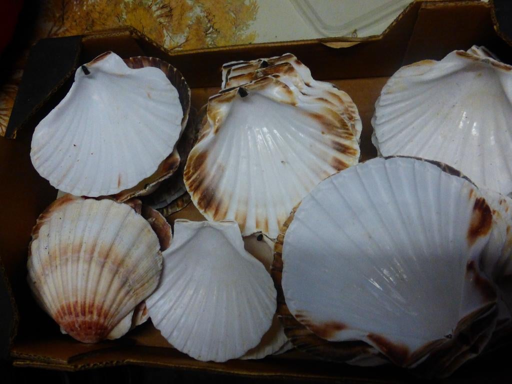 70 Coquilles St Jacques naturelles pour la cuisine, la déco, Enlèvement ou Envoi, Neuf, Récipient(s)