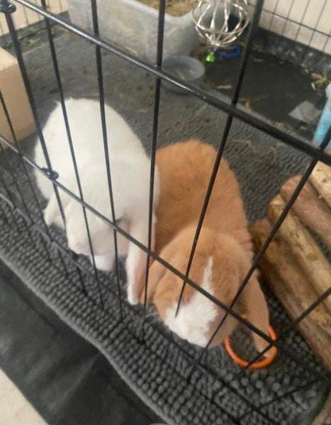 Koppel Minilope konijn gecastreerd met stamboom, Dieren en Toebehoren