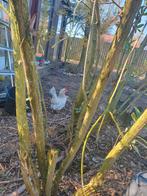 2 chabo hennen, Dieren en Toebehoren, Pluimvee