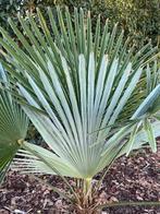 Trachycarpus princeps x wagnerianus, Ophalen of Verzenden, Lente, Minder dan 100 cm, Palmboom