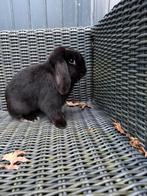 Hangoordwerg ram (nhd), Mâle, Nain, Oreilles tombantes, 0 à 2 ans