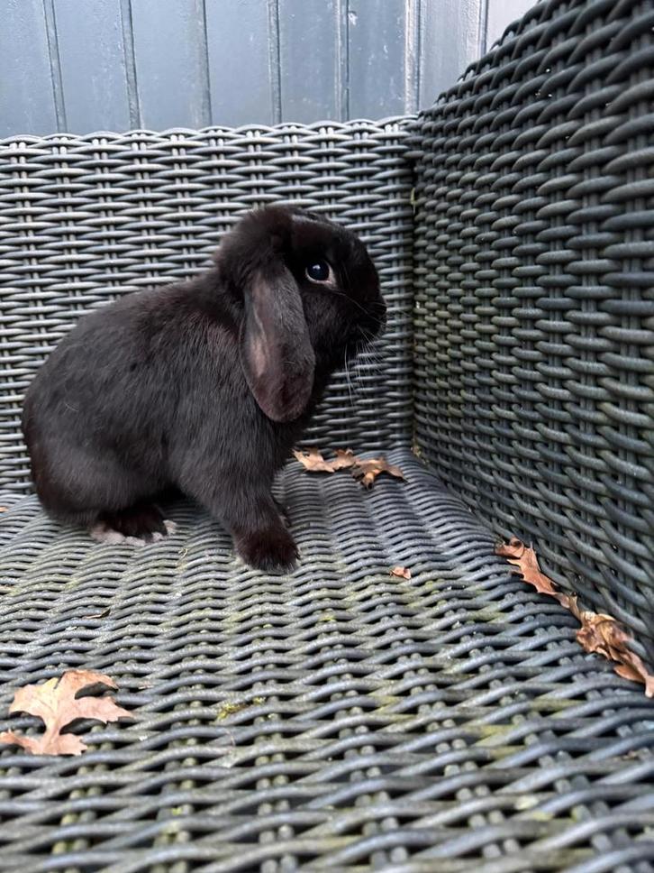 Hangoordwerg ram (nhd), Dieren en Toebehoren, Konijnen, Dwerg, Mannelijk, 0 tot 2 jaar, Hangoor