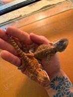 Baby baardagaamen, Dieren en Toebehoren, Reptielen en Amfibieën, Hagedis, Tam, 0 tot 2 jaar