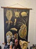 Carte scolaire vintage allemande Entomostraca crustacé 1950, Antiquités & Art, Enlèvement, Nature et Biologie