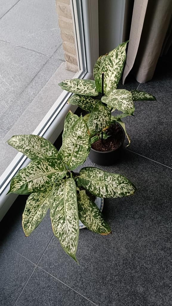 mooie gezonde kamerplant,
Dieffenbachia, Ophalen