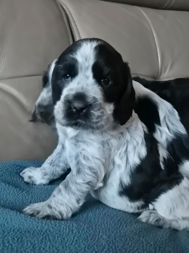 Engelse Cocker Spaniël pups, Dieren en Toebehoren, Honden | Retrievers, Spaniëls en Waterhonden, Meerdere dieren, Spaniël, Fokker | Hobbymatig