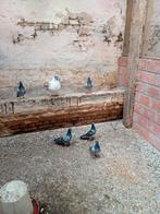 Reisduiven, Dieren en Toebehoren, Vogels | Overige Vogels