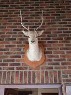 opgezette hertenkop, Ophalen