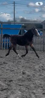 Jaarling paard veulen, Gechipt, Niet van toepassing, 0 tot 2 jaar, Hengst