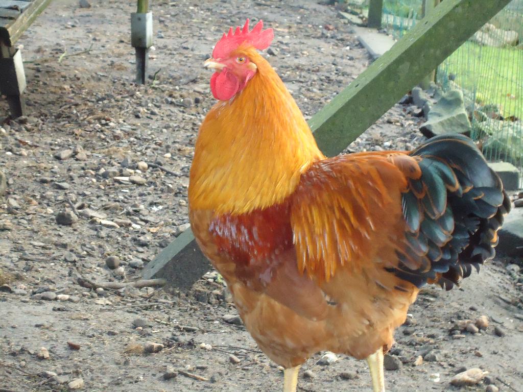 broedeieren new hampshire, Dieren en Toebehoren, Pluimvee, Kip, Geslacht onbekend