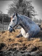 Lieve maar project pony, Animaux & Accessoires, Chevaux, Vermifugé, Moins de 160 cm, Ne s'applique pas, Jument