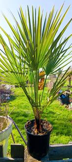 Chamaerops humilis palmboom, Tuin en Terras, Ophalen