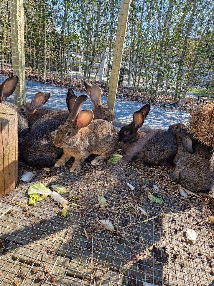 Vlaamse reusjes te koop, Dieren en Toebehoren, Pluimvee