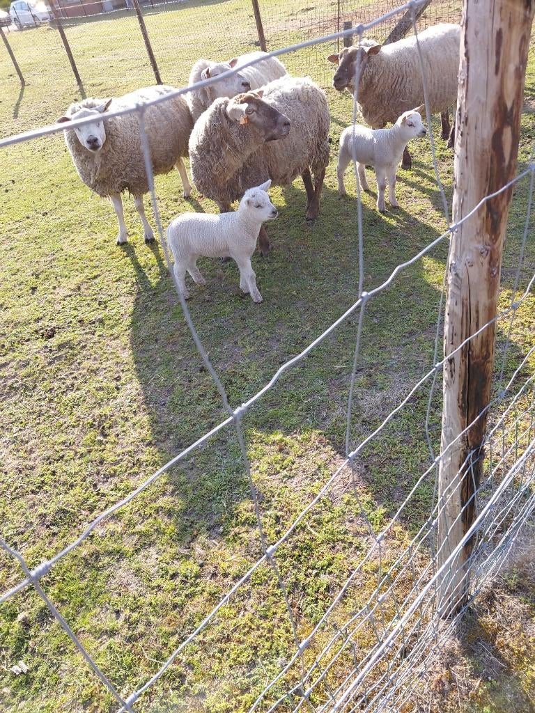 dieren, Dieren en Toebehoren, Schapen, Geiten en Varkens
