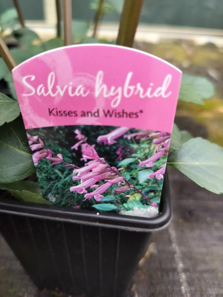 Salvia Hybrid Kisses and Wishes, Ophalen, Bodembedekkers, Volle zon, Vaste plant