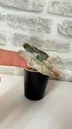 Alocasia Sanderiana Nobilis Pink Variegata, Enlèvement