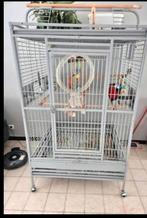 Papegaaikooi, Enlèvement