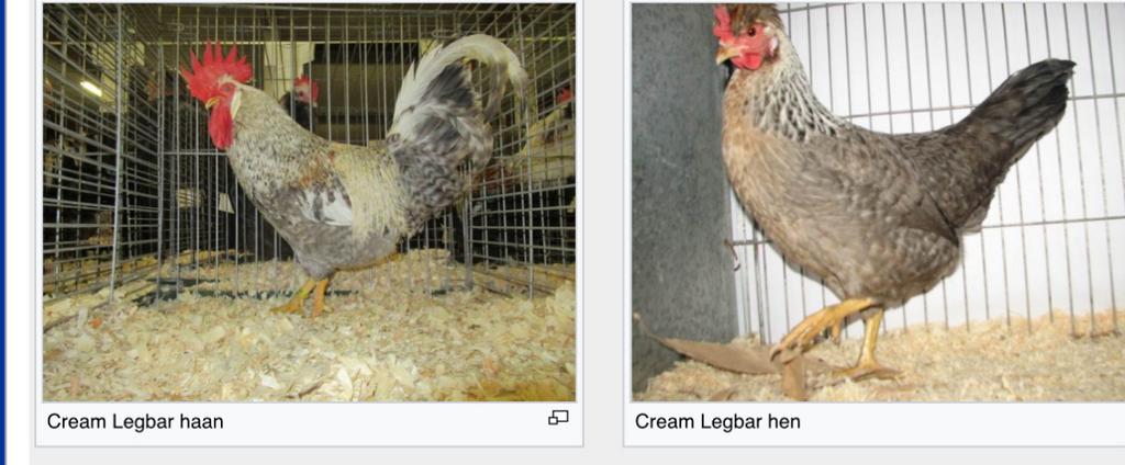 Cream legbar eendagskuikens (groenleggers), Dieren en Toebehoren